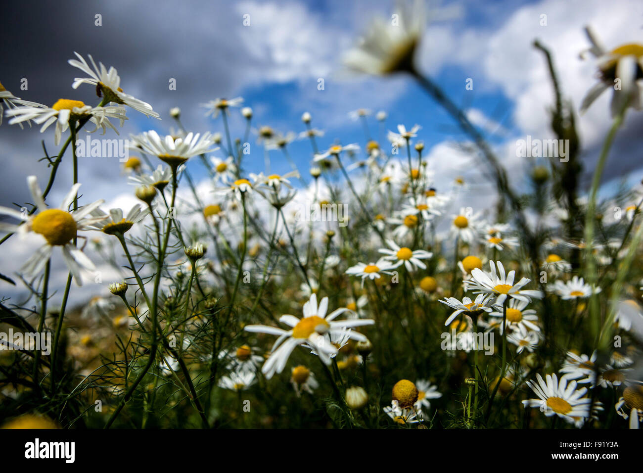 Corn chamomile, mayweed, scentless chamomile, or field chamomile Anthemis arvensis, nice wildlife flowers blue sky Stock Photo