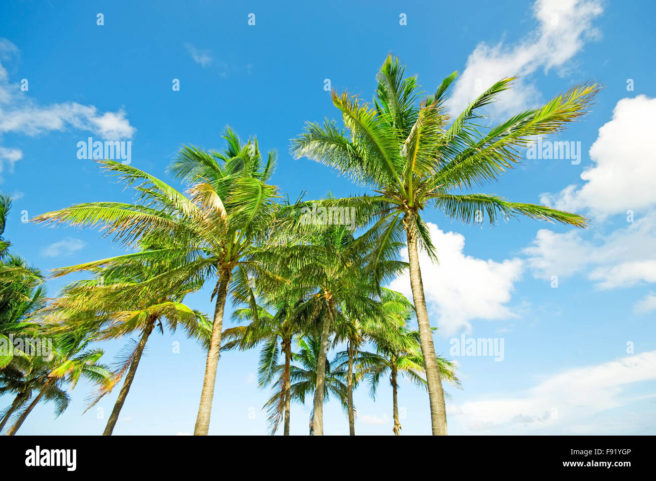 Palms trees on the beach during bright day Stock Photo - Alamy