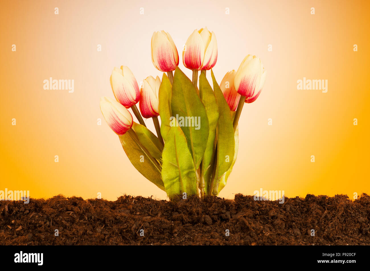 Colourful tulip flowers growing in the soil Stock Photo - Alamy