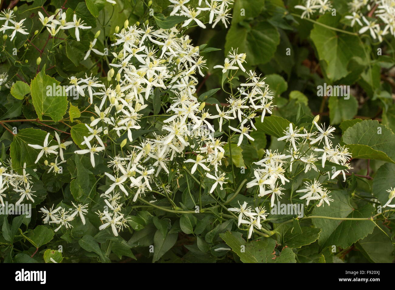 Sweet-scented virgin's bower, Clematis flammula, in flower in garrigue, south France. Stock Photo