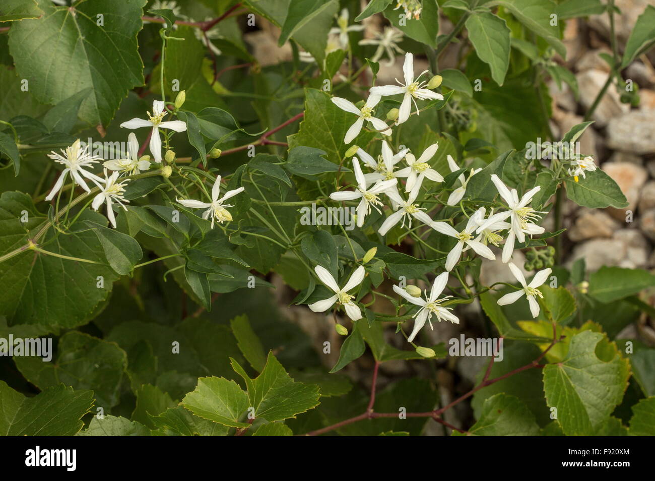 Sweet-scented virgin's bower, Clematis flammula, in flower in garrigue, south France. Stock Photo