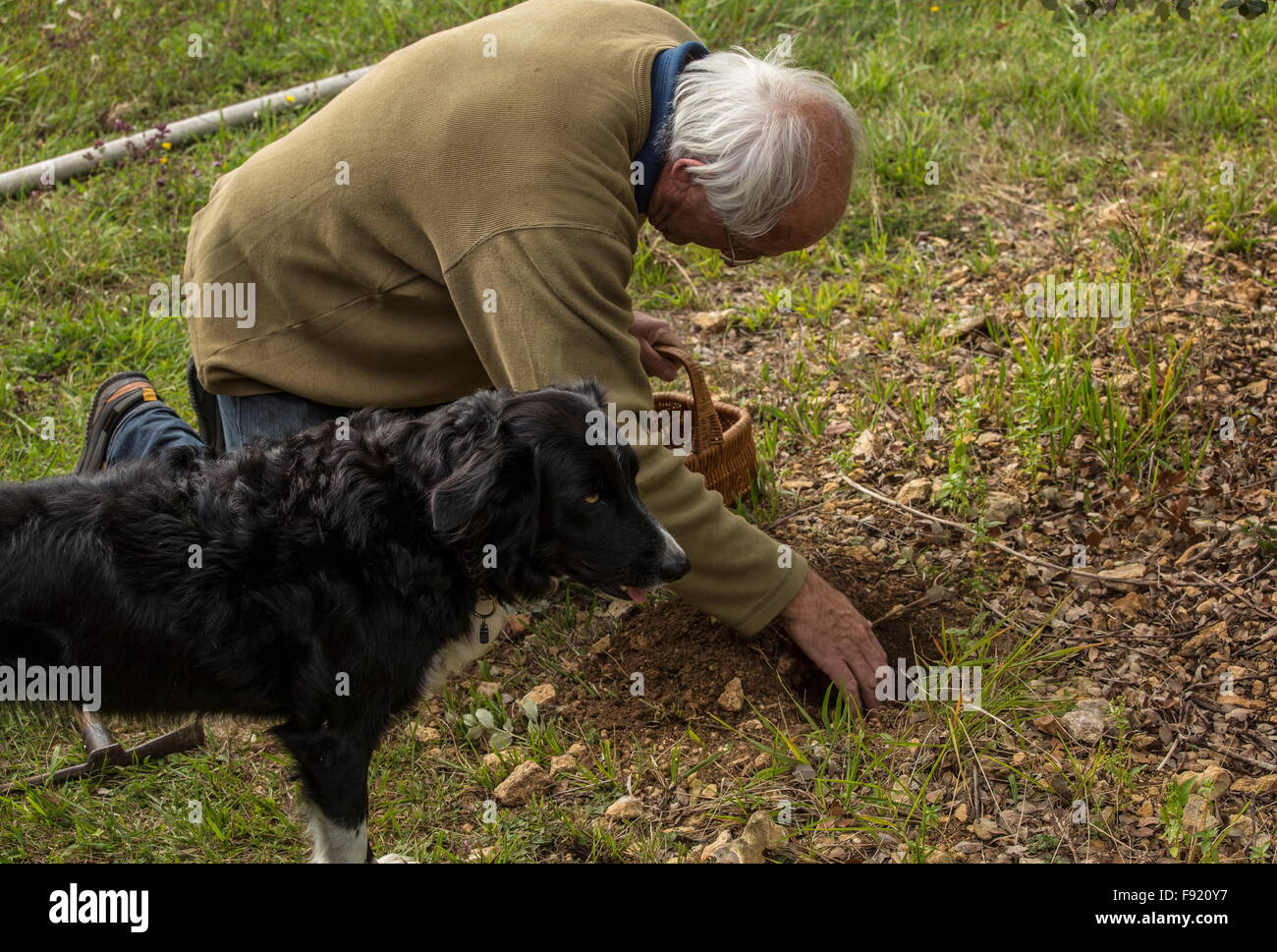Looking for truffles, using a collie as trufflehound, at the Truffle