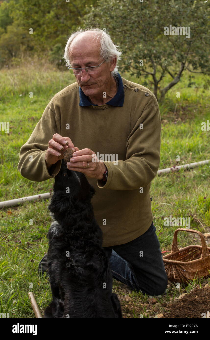 Looking for truffles, using a collie as truffle-hound, at the Truffle farm at Pechalifour, Dordogne. Stock Photo