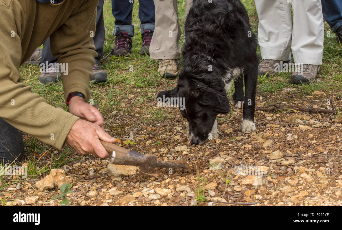 Looking for truffles, using a collie as trufflehound, at the Truffle