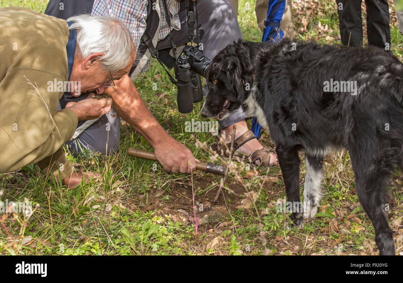 Looking for truffles, using a collie as truffle-hound, at the Truffle farm at Pechalifour, Dordogne. Stock Photo