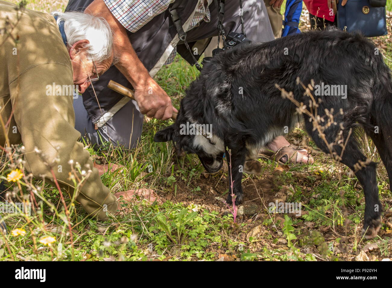 Looking for truffles, using a collie as trufflehound, at the Truffle