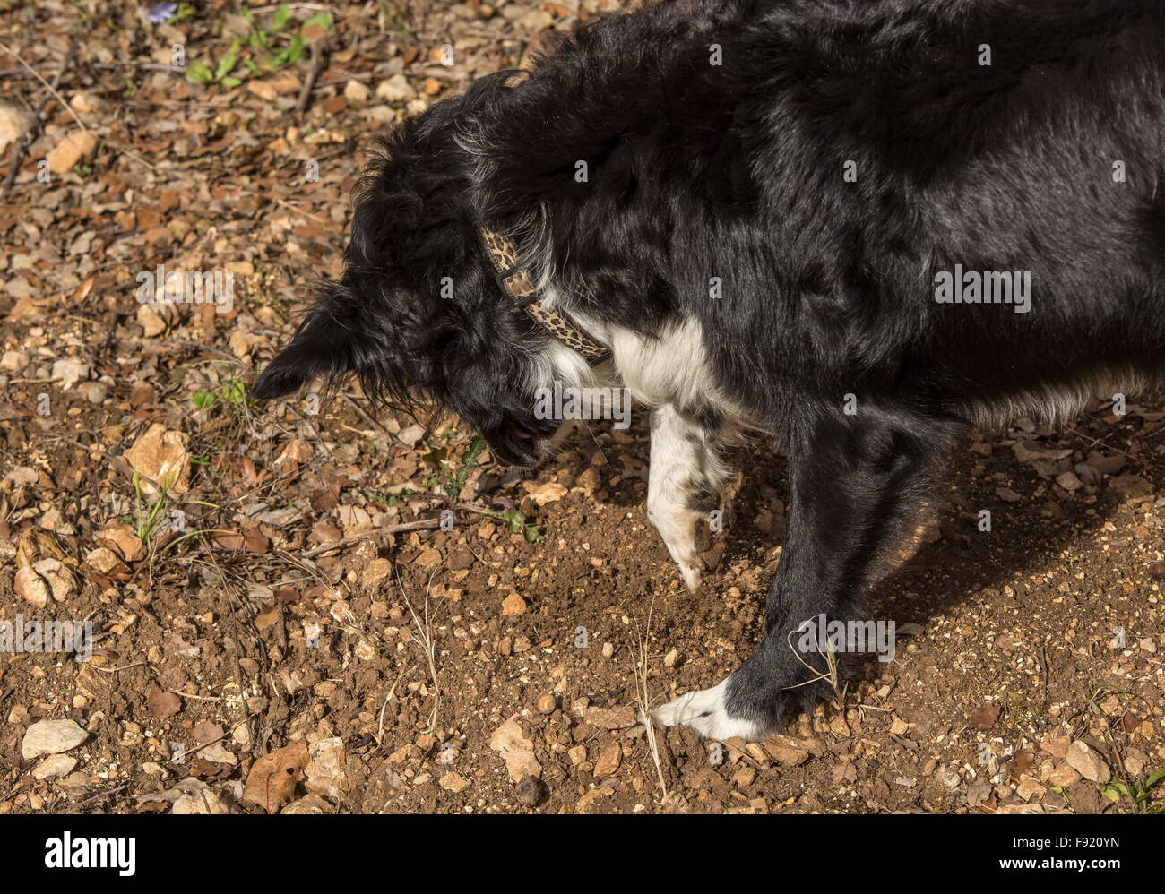 Looking for truffles, using a collie as truffle-hound, at the Truffle farm at Pechalifour, Dordogne. Stock Photo