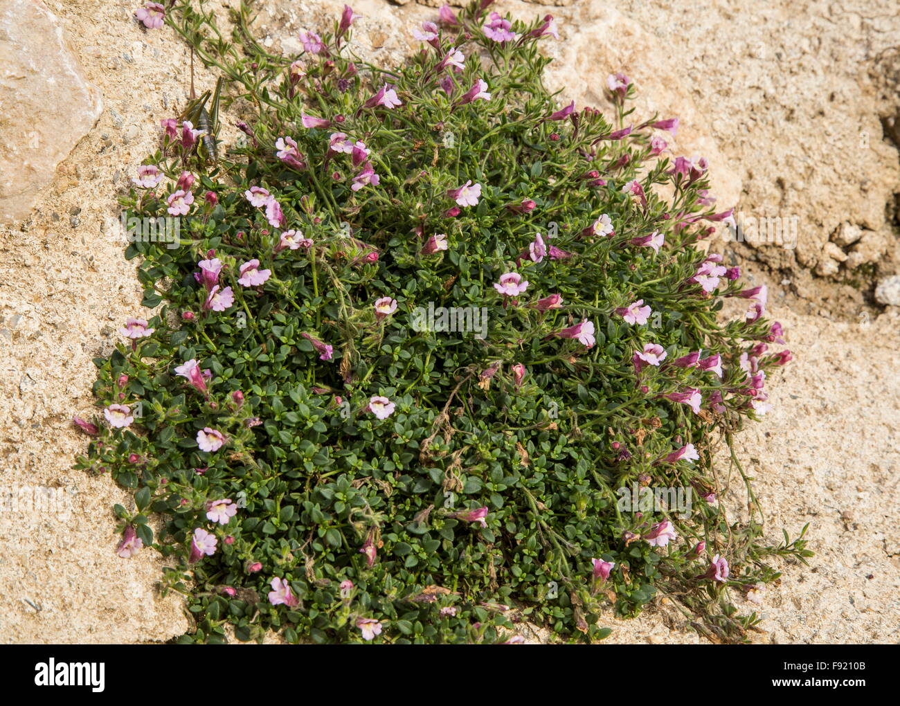 Dwarf Snapdragon, Chaenorhinum origanifolium, on limestone, in the Corbieres, France. Stock Photo