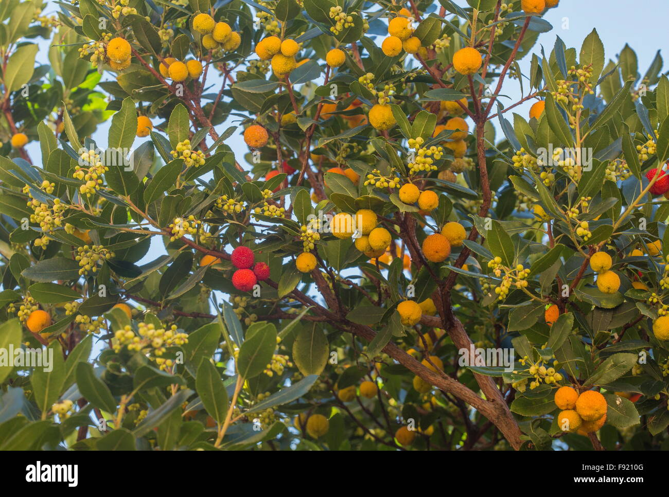 Strawberry tree, Arbutus unedo in flower and fruit in autumn. Stock Photo
