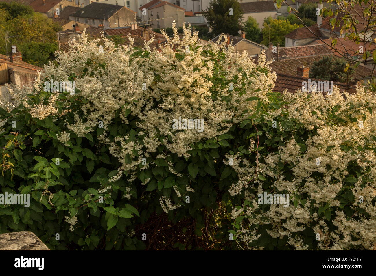 Russian-vine, Fallopia baldschuanica, in full flower. Stock Photo