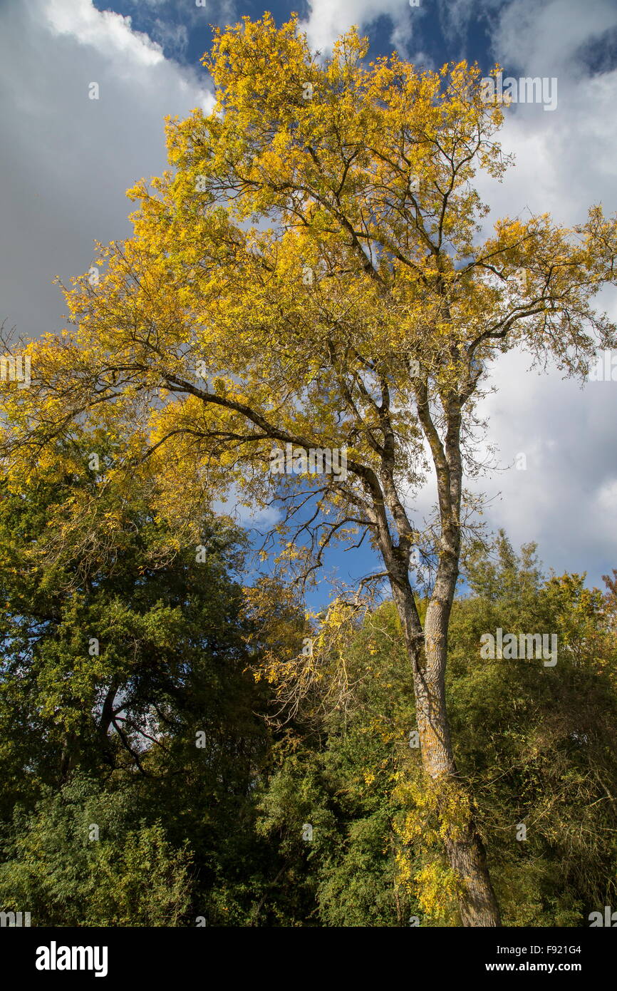 Old ash tree hires stock photography and images Alamy
