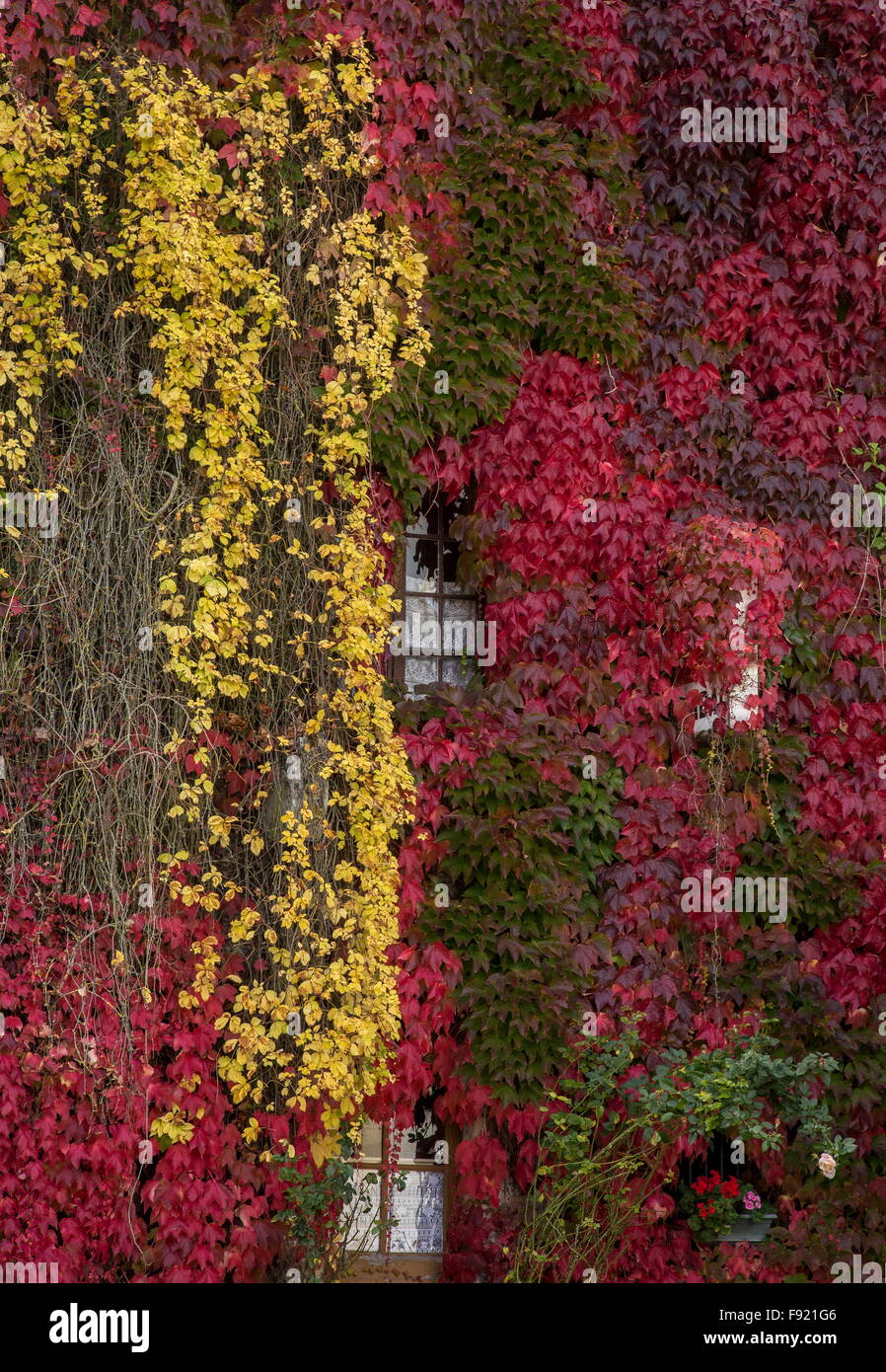 Boston Ivy,  Parthenocissus tricuspidata 'Veitchii' and Virginia creeper, Parthenocissus quinquefolia in autumn; Saint-Germain-s Stock Photo