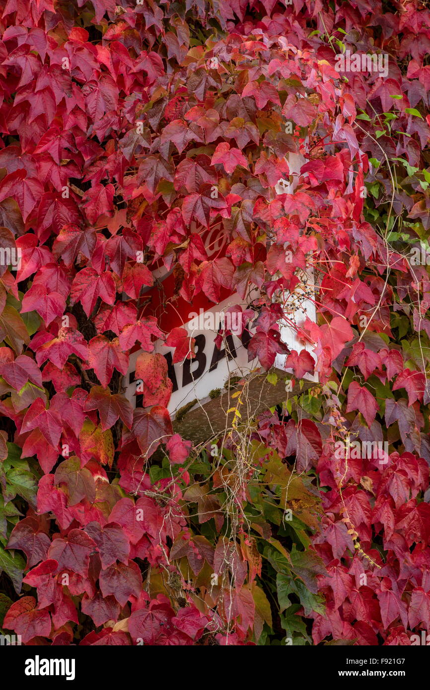 Boston Ivy,  Parthenocissus tricuspidata 'Veitchii' and Virginia creeper, Parthenocissus quinquefolia in autumn; Saint-Germain-s Stock Photo