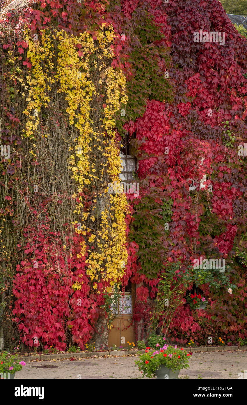 Boston Ivy, Parthenocissus tricuspidata 'Veitchii' and Virginia creeper