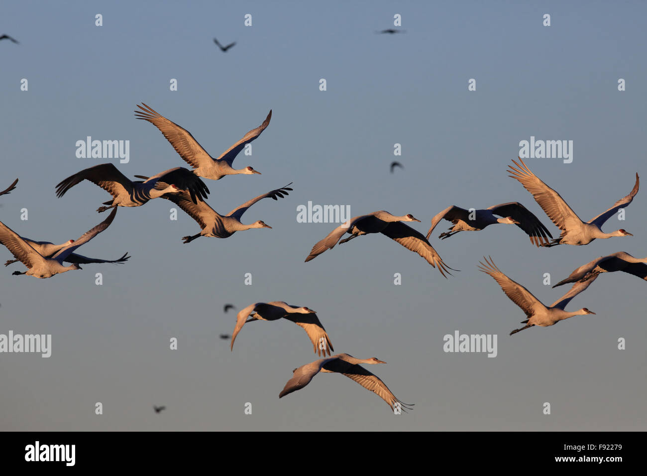 Bosque Del Apache Sunset Tree High Resolution Stock Photography and ...