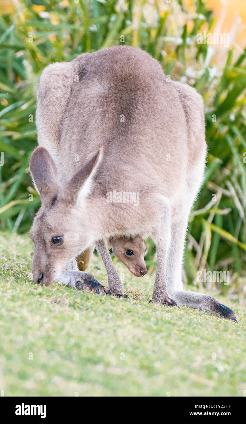 Kangaroo and Joey in pouch Stock Photo Alamy