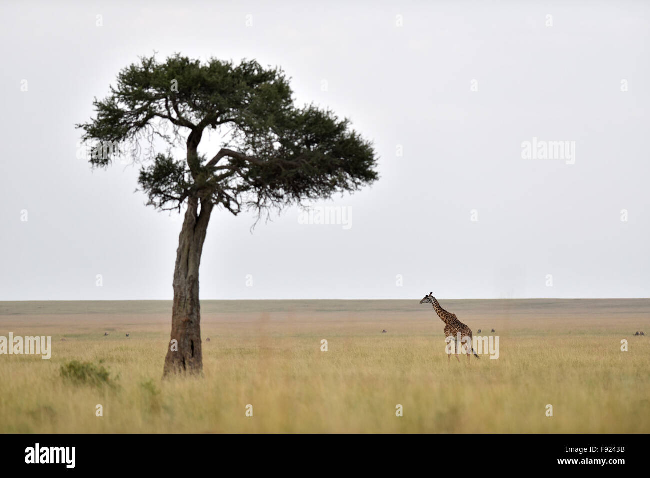 (151213) -- MASAI MARA, Dec. 13, 2015 (Xinhua) -- A giraffe walks on the savanna in Kenya's Masai Mara National Reserve, on Aug. 14, 2015. As a country Kenya has considerable land area devoted to wildlife habitats. The tropical wet and dry climate created a vast tropical savanna for Kenya and for the wildlife to thrill. In return, the great savanna and the diverse wildlife brought the country a worldwide reputation. Alone in Masai Mara National Reserve, there are approximately 95 mammal species and 450 bird species. All five of the 'Big Five' game animals of Africa, that is the lion, leopard,  Stock Photo