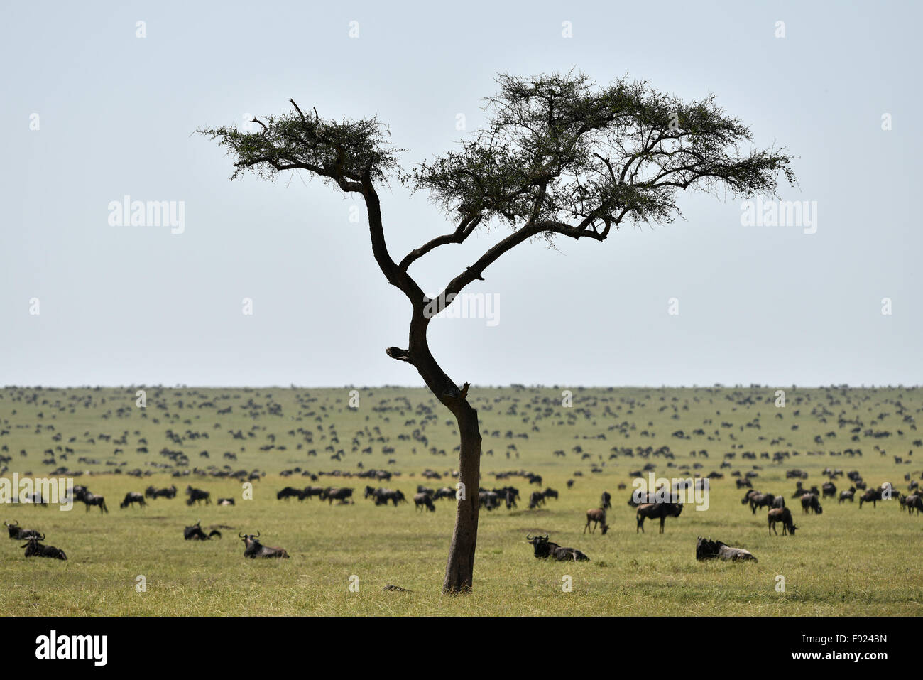 (151213) -- MASAI MARA, Dec. 13, 2015 (Xinhua) -- Wildebeests rest on the savanna in Kenya's Masai Mara National Reserve, on Aug. 16, 2015. As a country Kenya has considerable land area devoted to wildlife habitats. The tropical wet and dry climate created a vast tropical savanna for Kenya and for the wildlife to thrill. In return, the great savanna and the diverse wildlife brought the country a worldwide reputation. Alone in Masai Mara National Reserve, there are approximately 95 mammal species and 450 bird species. All five of the 'Big Five' game animals of Africa, that is the lion, leopard, Stock Photo