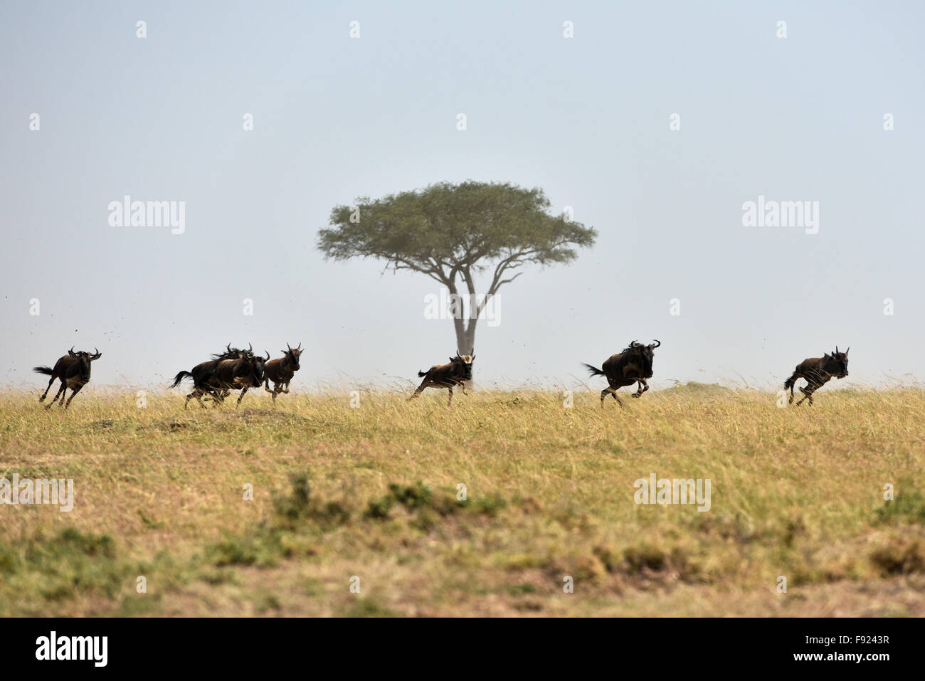 (151213) -- MASAI MARA, Dec. 13, 2015 (Xinhua) -- A herd of wildebeests chase each other on the savanna in Kenya's Masai Mara National Reserve, on Aug. 15, 2015. As a country Kenya has considerable land area devoted to wildlife habitats. The tropical wet and dry climate created a vast tropical savanna for Kenya and for the wildlife to thrill. In return, the great savanna and the diverse wildlife brought the country a worldwide reputation. Alone in Masai Mara National Reserve, there are approximately 95 mammal species and 450 bird species. All five of the 'Big Five' game animals of Africa, that Stock Photo