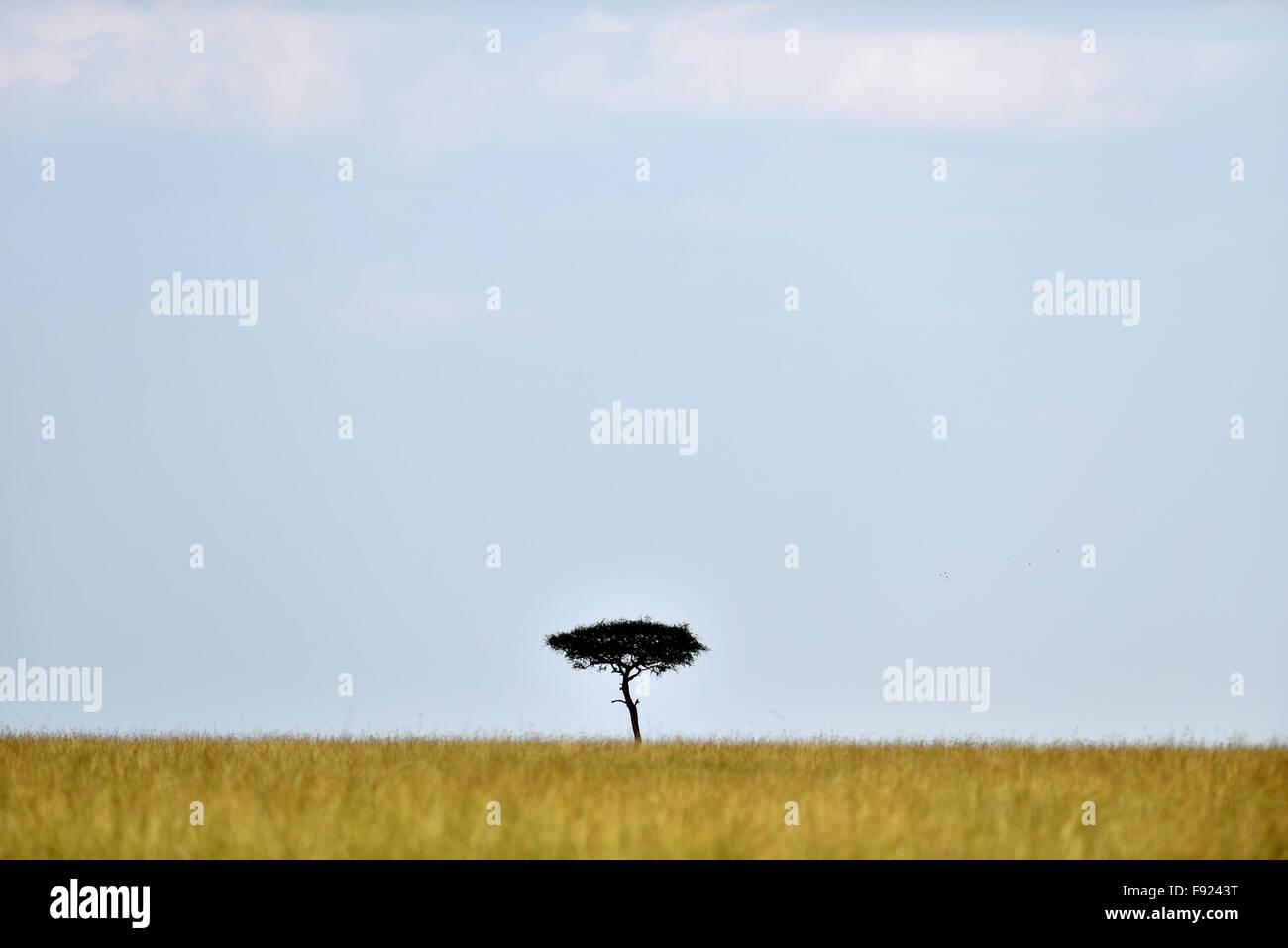 (151213) -- MASAI MARA, Dec. 13, 2015 (Xinhua) -- Photo taken on Aug. 14, 2015 shows the tropical grassland with few tress which is typical landscape of East African savanna in Kenya's Masai Mara National Reserve. As a country Kenya has considerable land area devoted to wildlife habitats. The tropical wet and dry climate created a vast tropical savanna for Kenya and for the wildlife to thrill. In return, the great savanna and the diverse wildlife brought the country a worldwide reputation. Alone in Masai Mara National Reserve, there are approximately 95 mammal species and 450 bird species. All Stock Photo