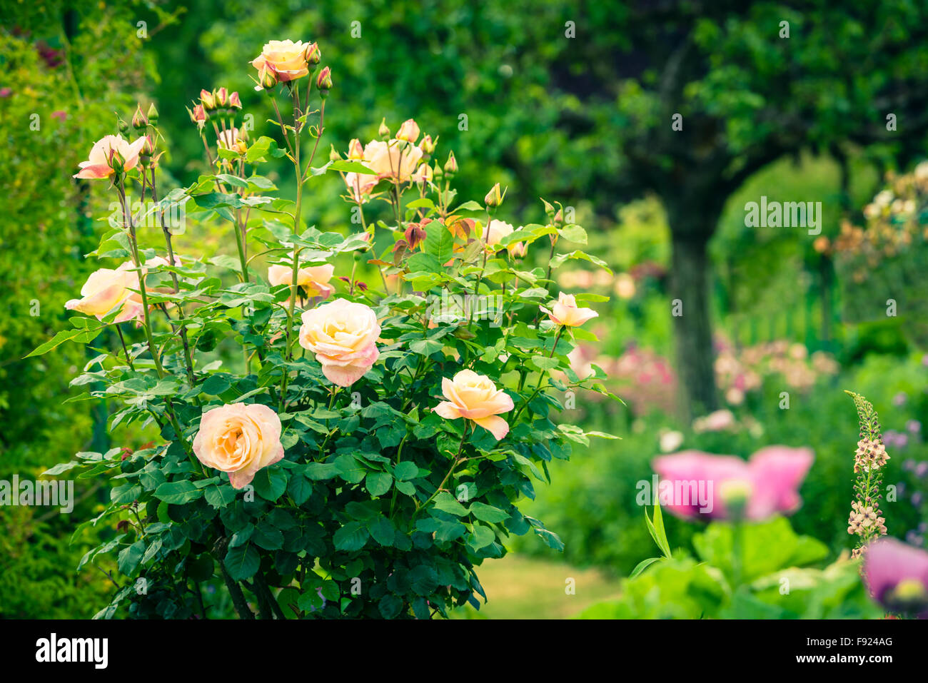 Bush of beautiful roses in a garden. Filtered shot Stock Photo - Alamy