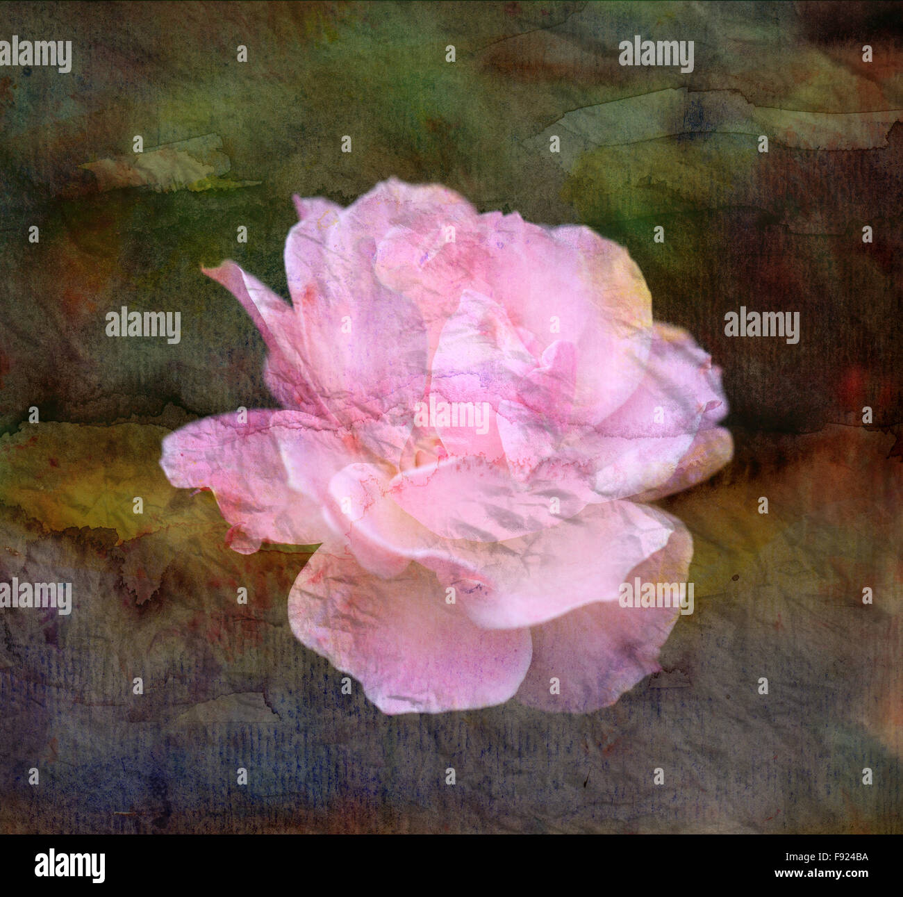 bright background with pink roses in the garden Stock Photo - Alamy