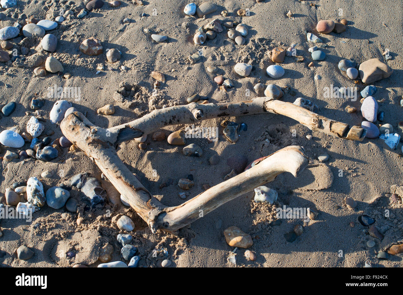Bleached driftwood on Roker beach, Sunderland, England, UK Stock Photo