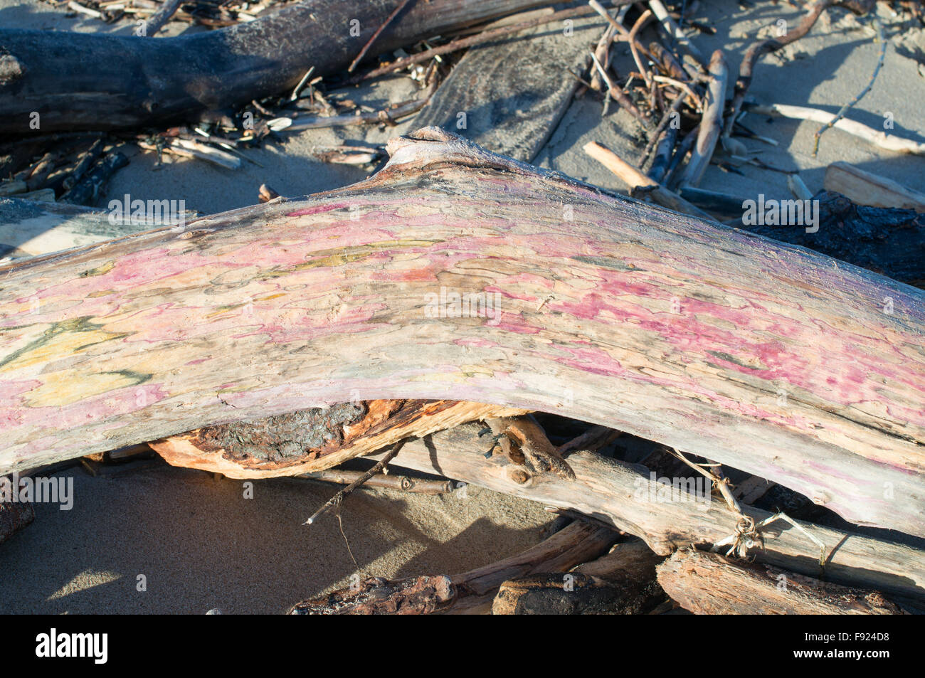 A piece of bleached driftwood timber on Roker beach, Sunderland, England, UK Stock Photo Alamy
