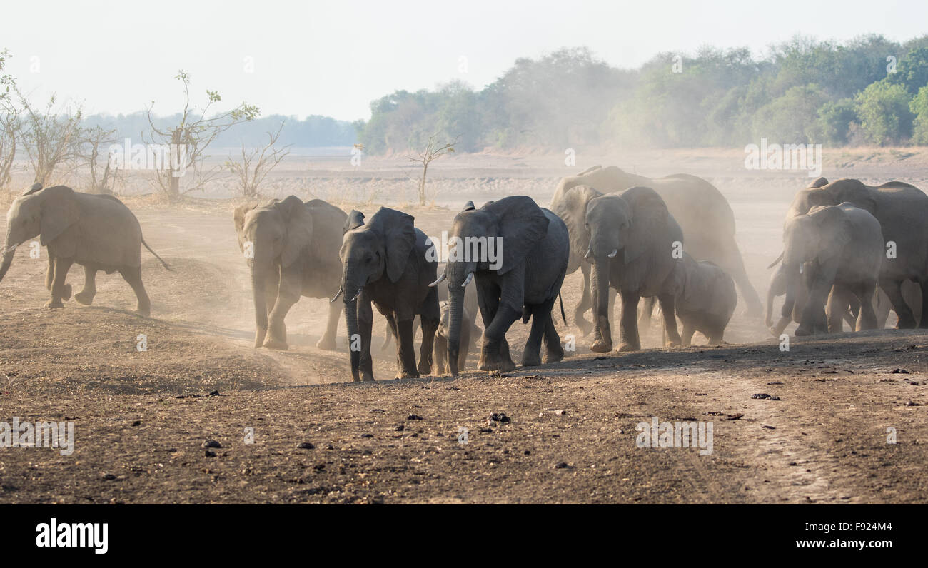 A herd of African elephant on the move across a dry, dusty flood plain Stock Photo