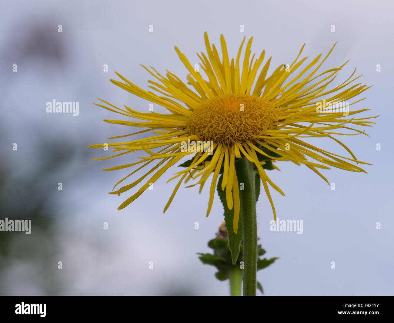 Giant inula flower Stock Photo