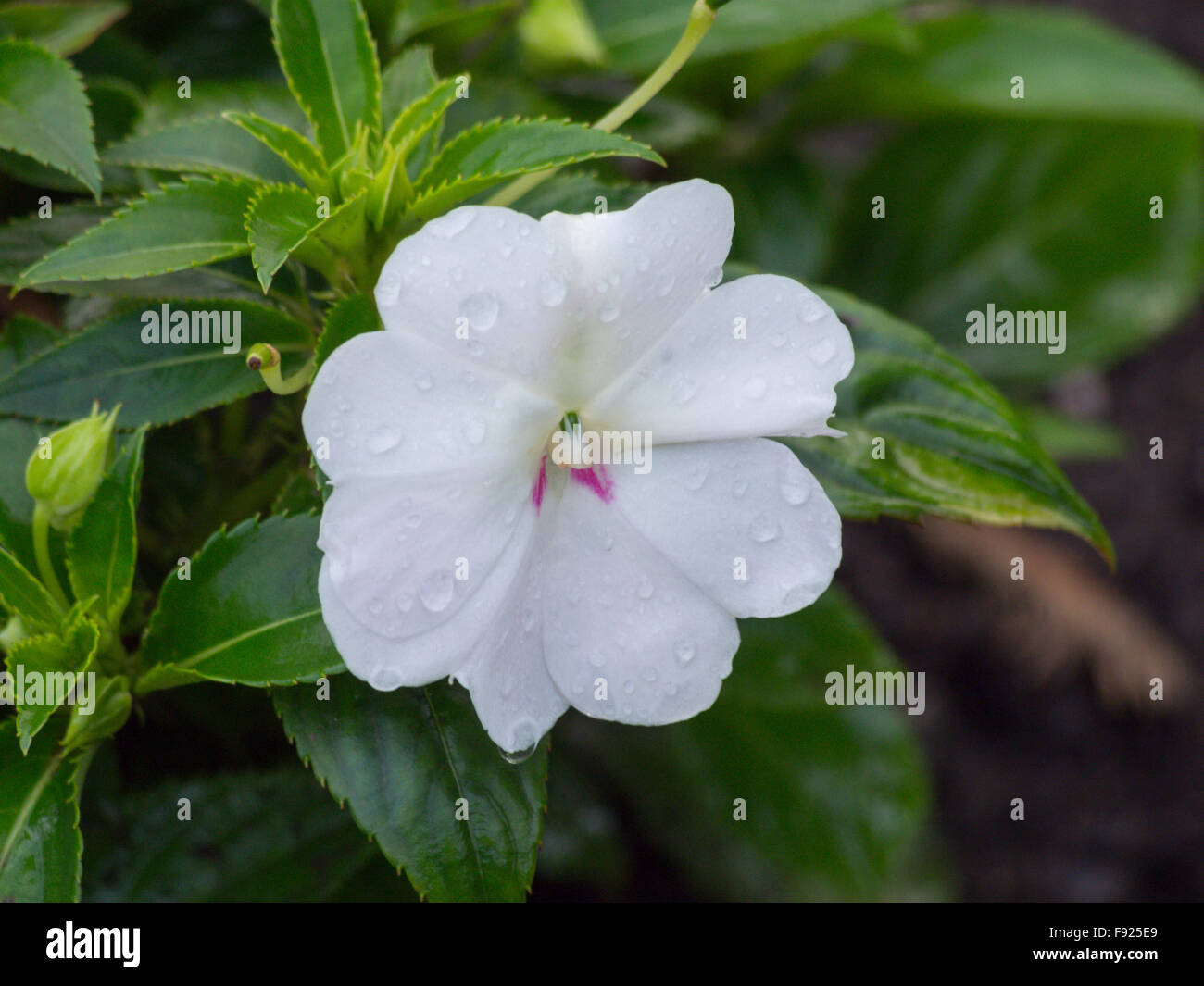 ‘Big Bounce White’ Impatiens Stock Photo - Alamy