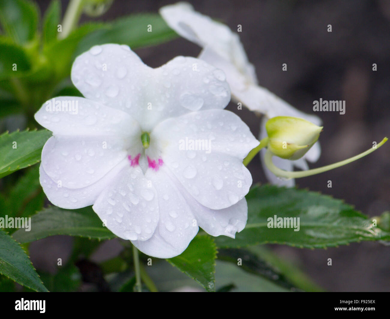 The Big Bounce High Resolution Stock Photography and Images - Alamy