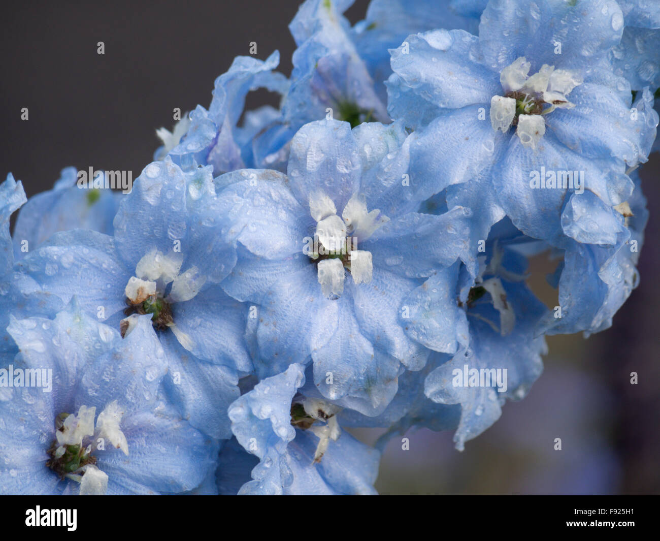 Delphinium elatum Larkspur blue flower Stock Photo - Alamy