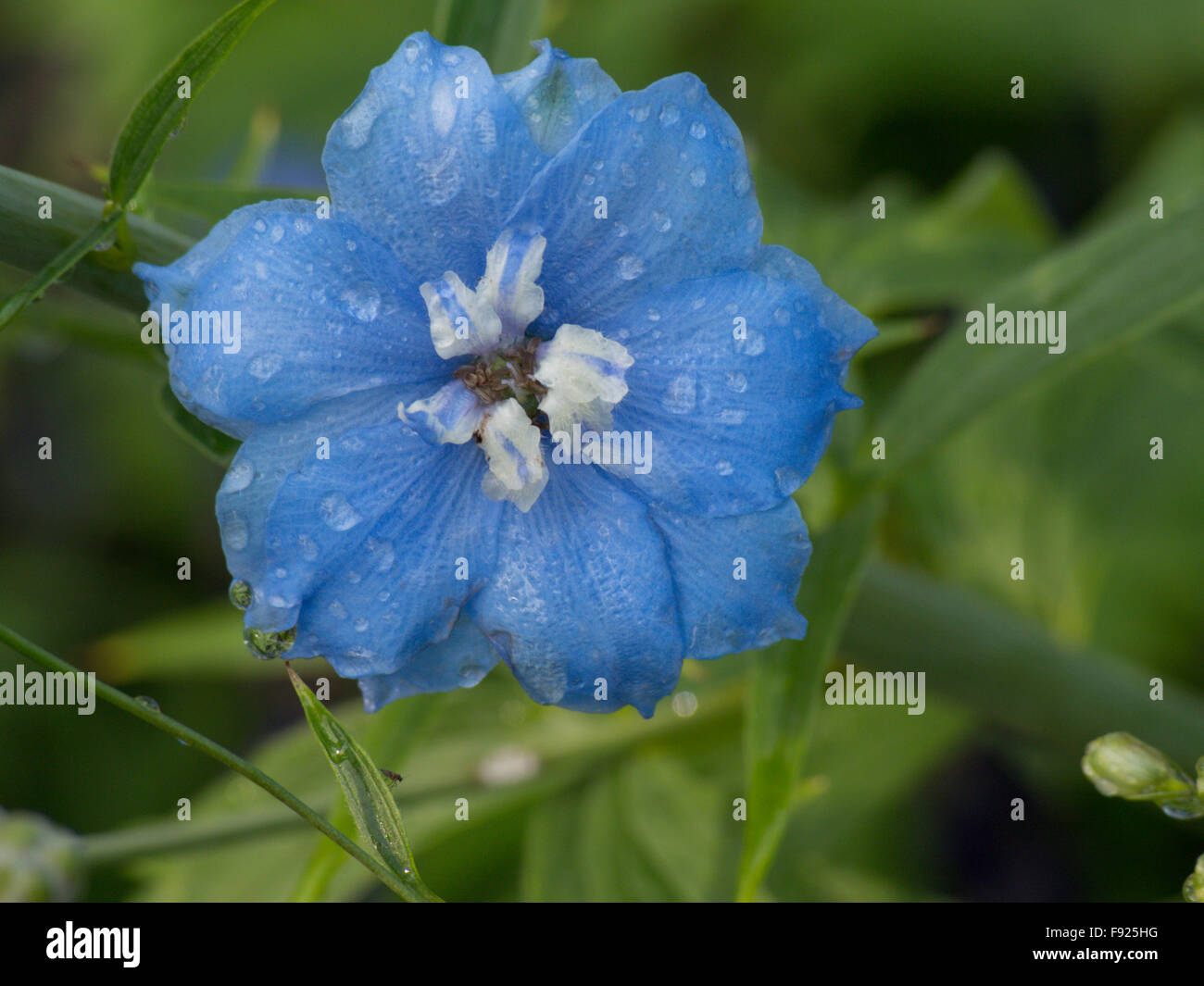 Delphinium elatum Larkspur blue flower Stock Photo - Alamy