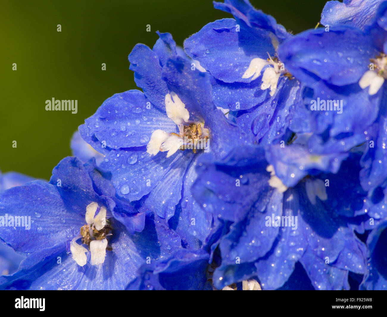 Delphinium elatum Larkspur blue flower Stock Photo - Alamy