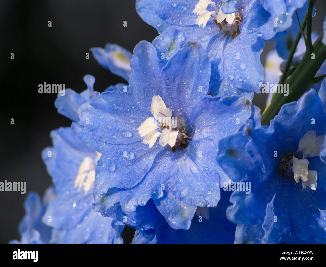 Delphinium elatum Larkspur blue flower Stock Photo - Alamy