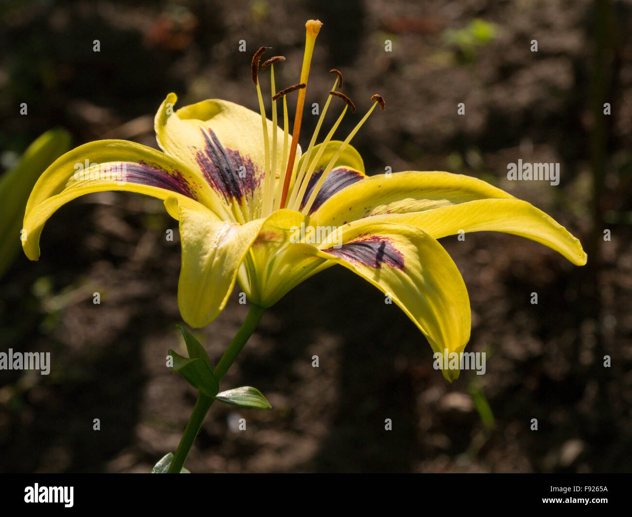 Asiatic Lily Garden High Resolution Stock Photography and Images - Alamy