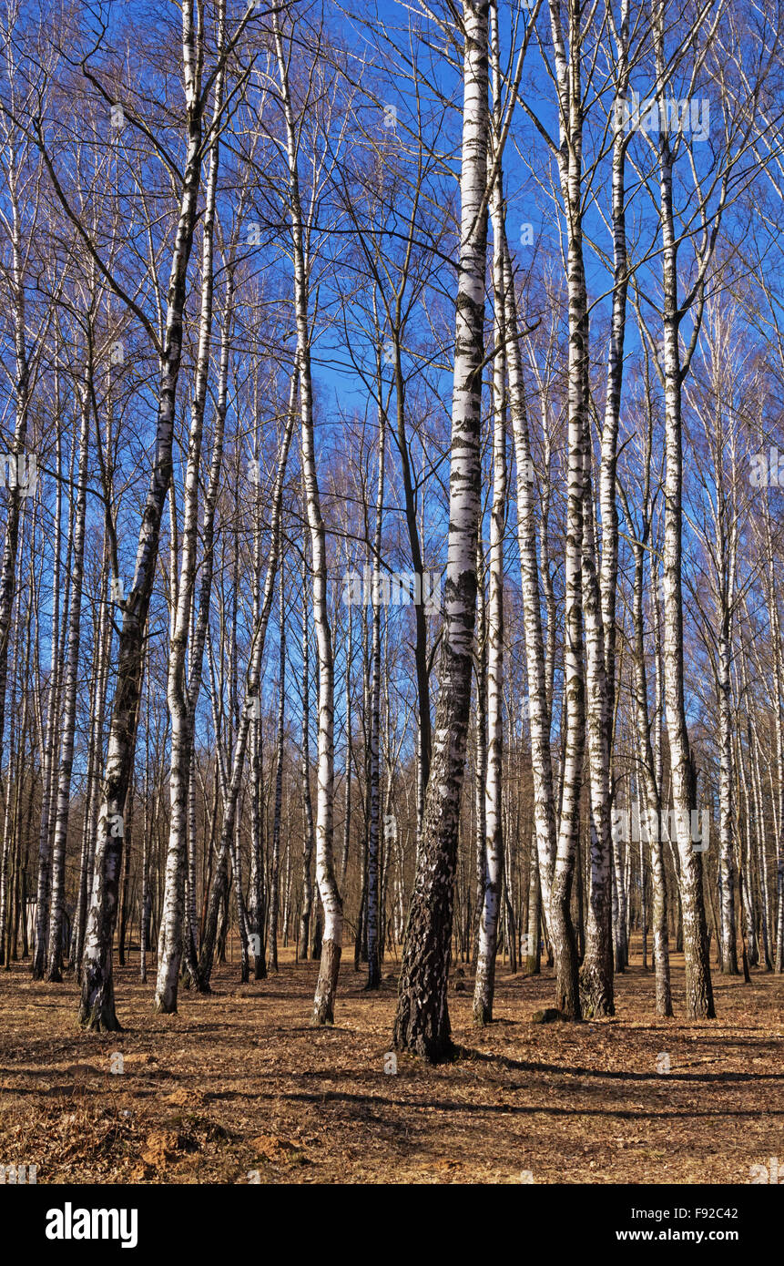 Tall dense old spruce trees hi-res stock photography and images - Alamy