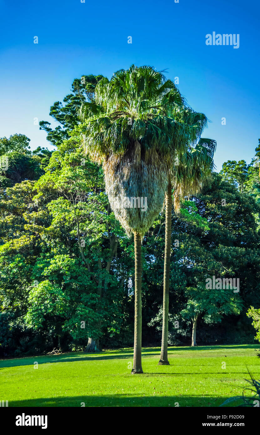 Palm trees in public space, Royal Botanic Gardens, Melbourne, Australia