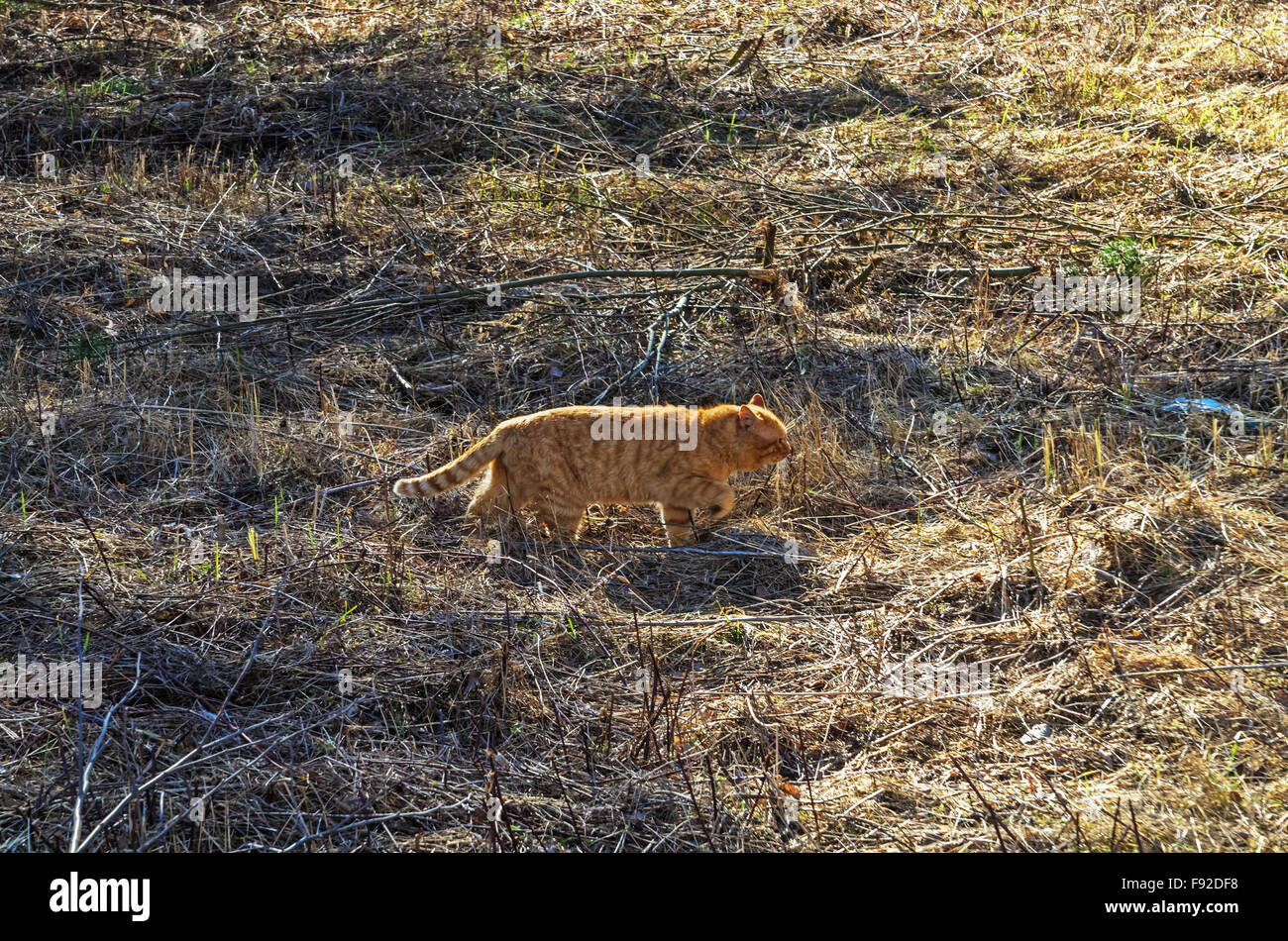 Cat walk on spring dry grass meadow Stock Photo Alamy