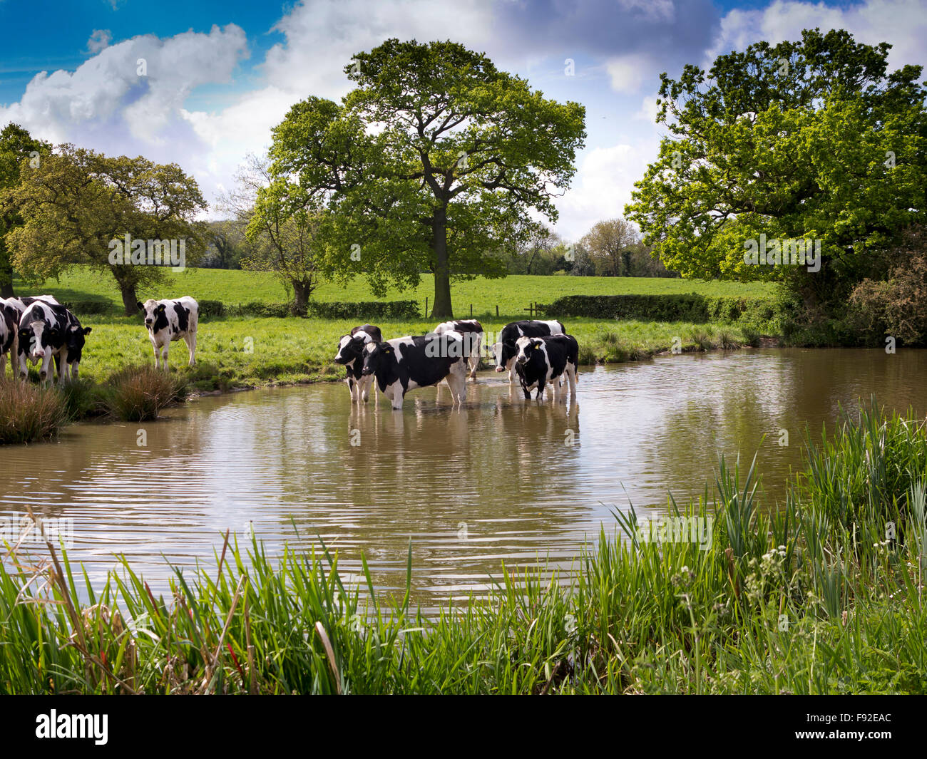 UK, England, Cheshire, Astbury, Fresian dairy cattle cooling off in Macclesfield Canal during hot weather Stock Photo