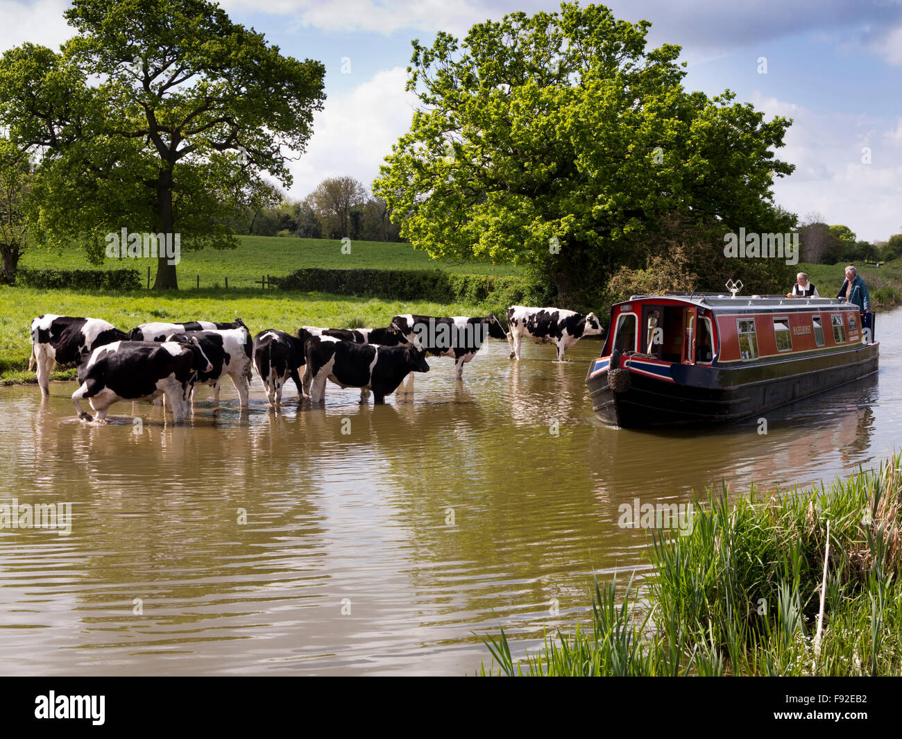 UK, England, Cheshire, Astbury, narrowboat passing  dairy cattle cooling off in Macclesfield Canal Stock Photo