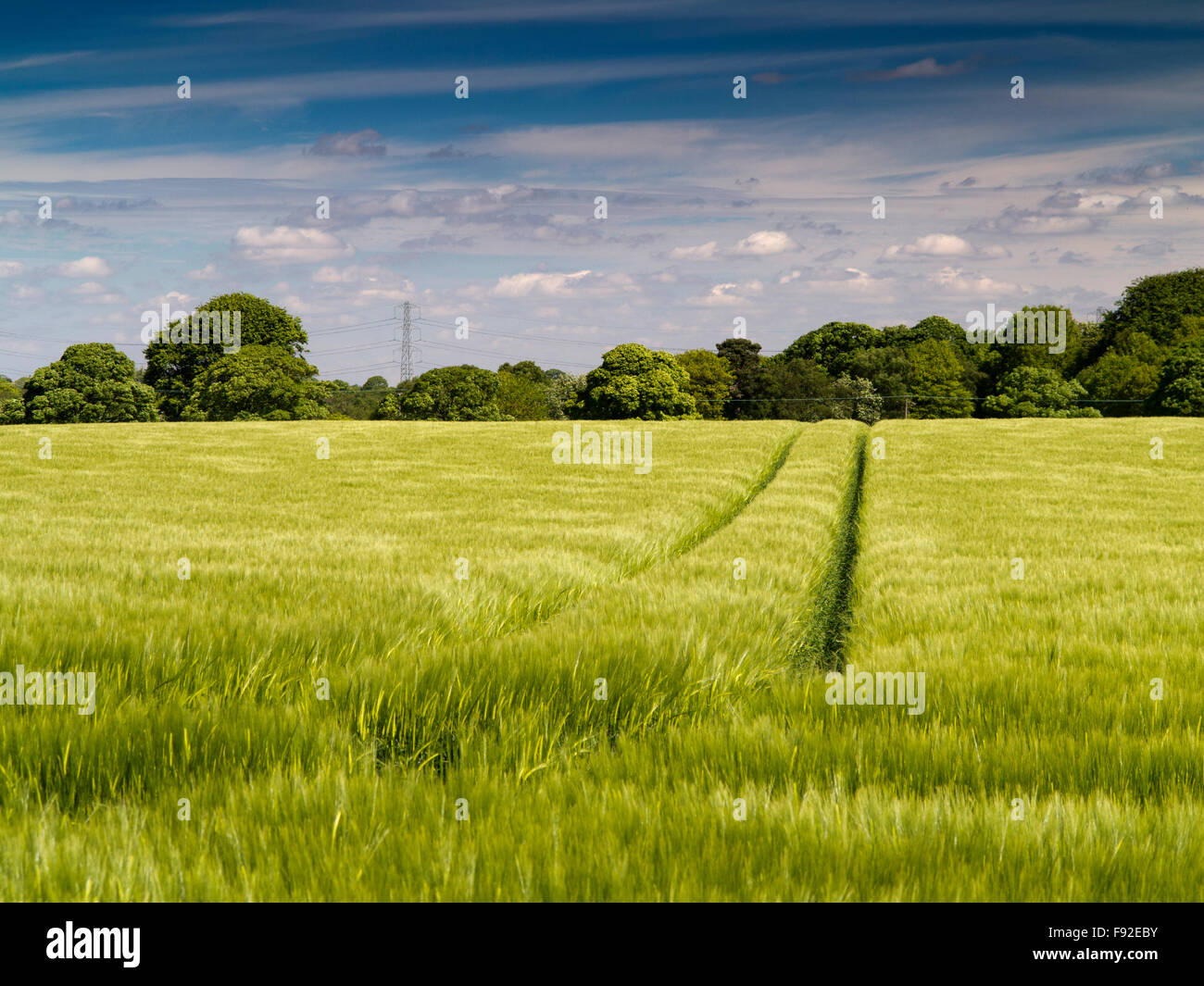 UK, England, Cheshire, Gawsworth, agriculture, field of barley Stock Photo