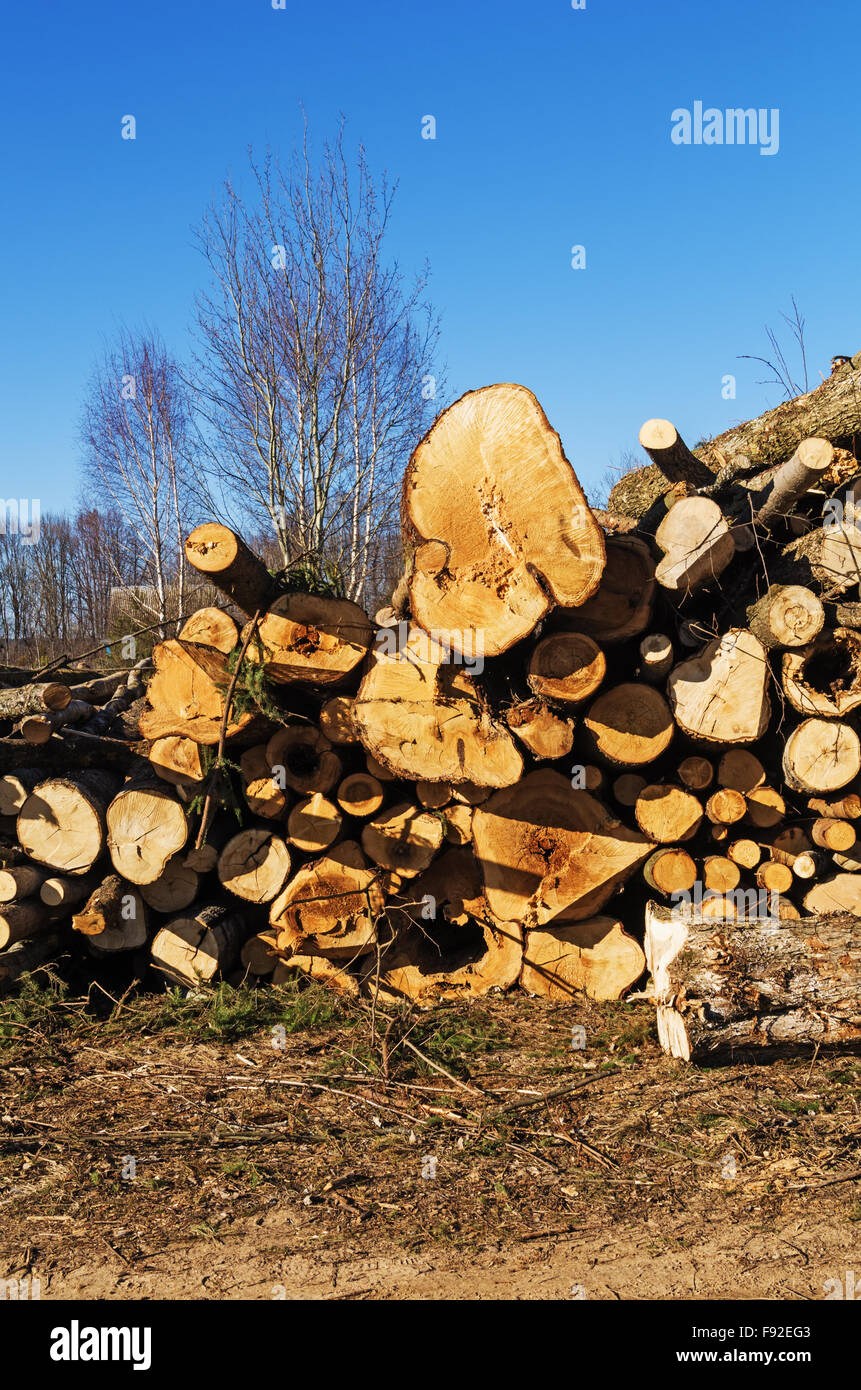 Cutting down trees near forest Stock Photo Alamy