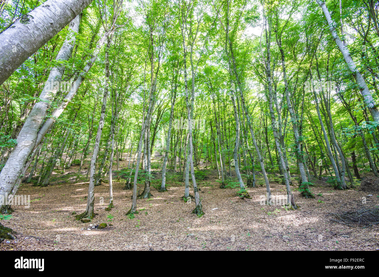 Green forest in bright summer day Stock Photo - Alamy