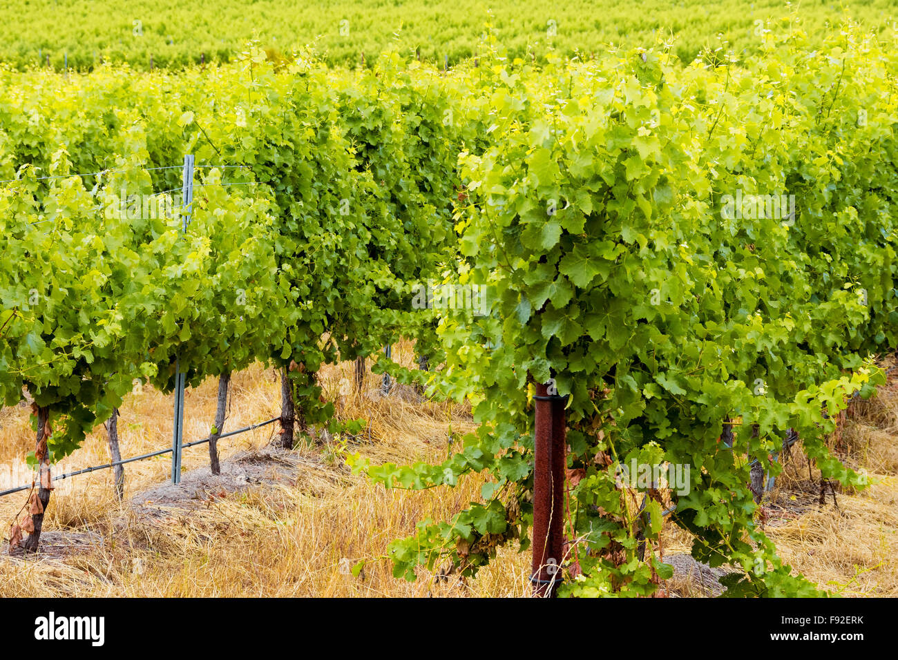 Margaret River wine region vines heading into summer Stock Photo Alamy
