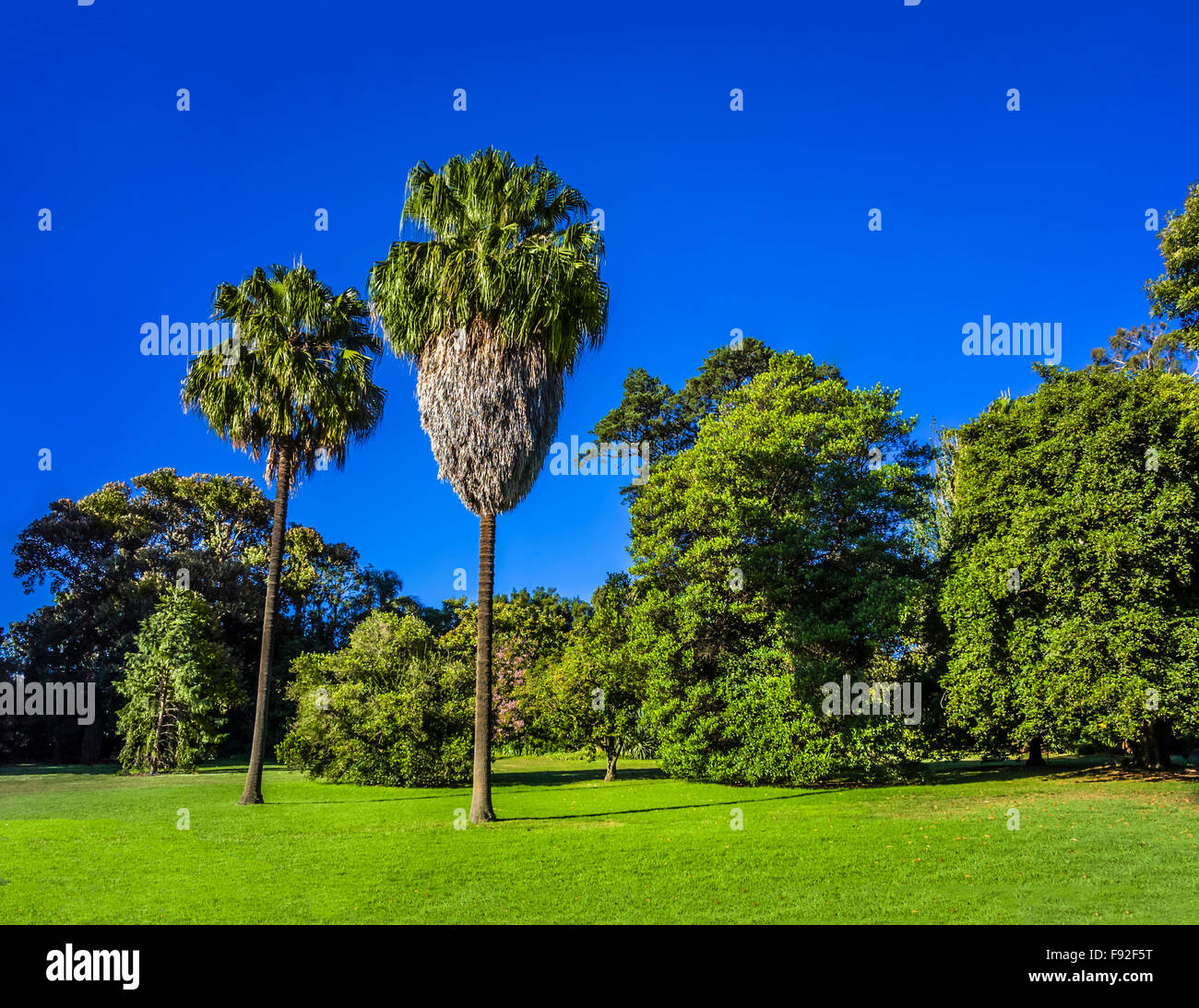 Palm trees in public space, Royal Botanic Gardens, Melbourne, Australia