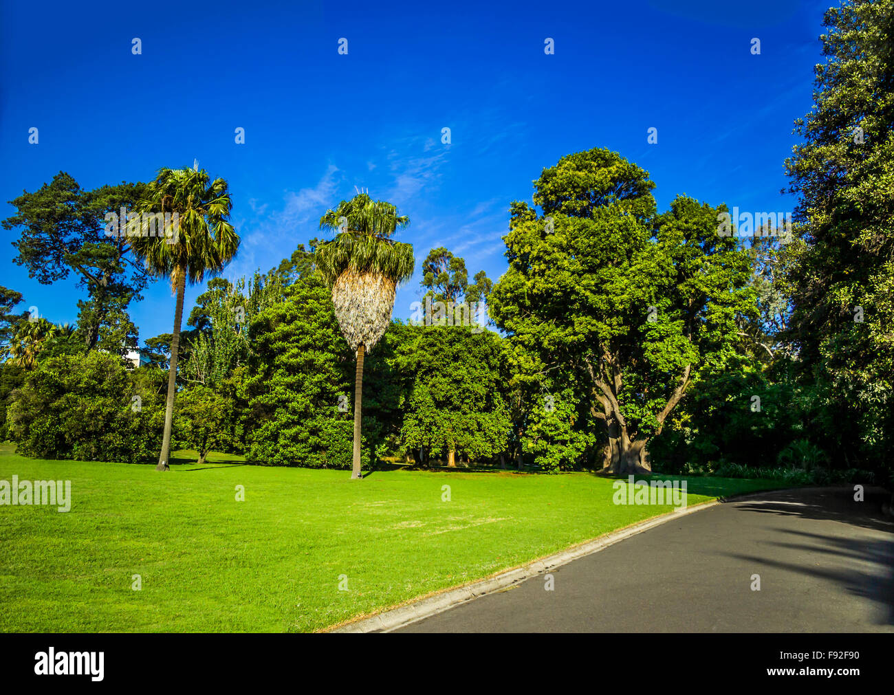 Palm trees in public space, Royal Botanic Gardens, Melbourne, Australia