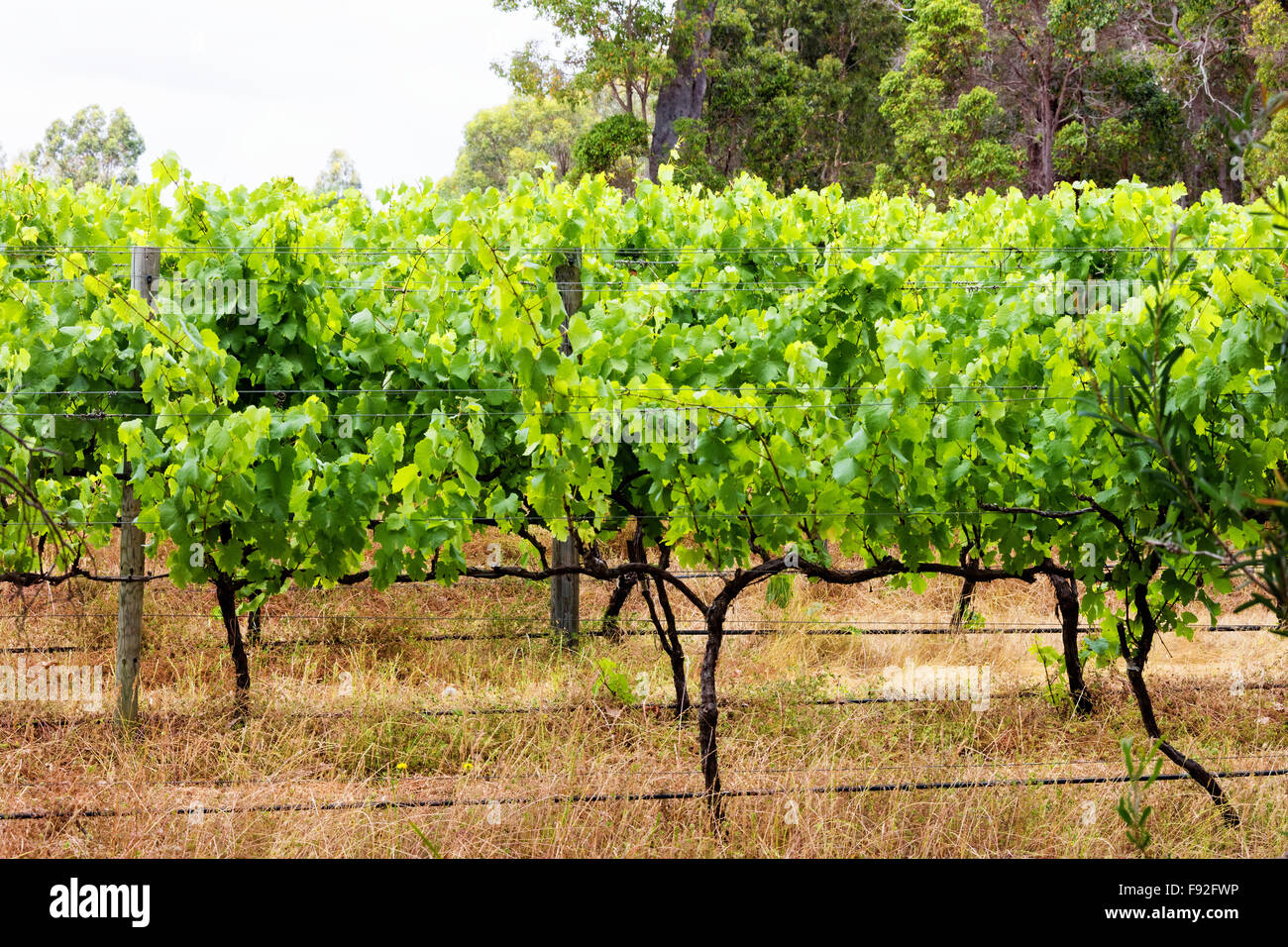 Margaret River wine region vines heading into summer Stock Photo Alamy