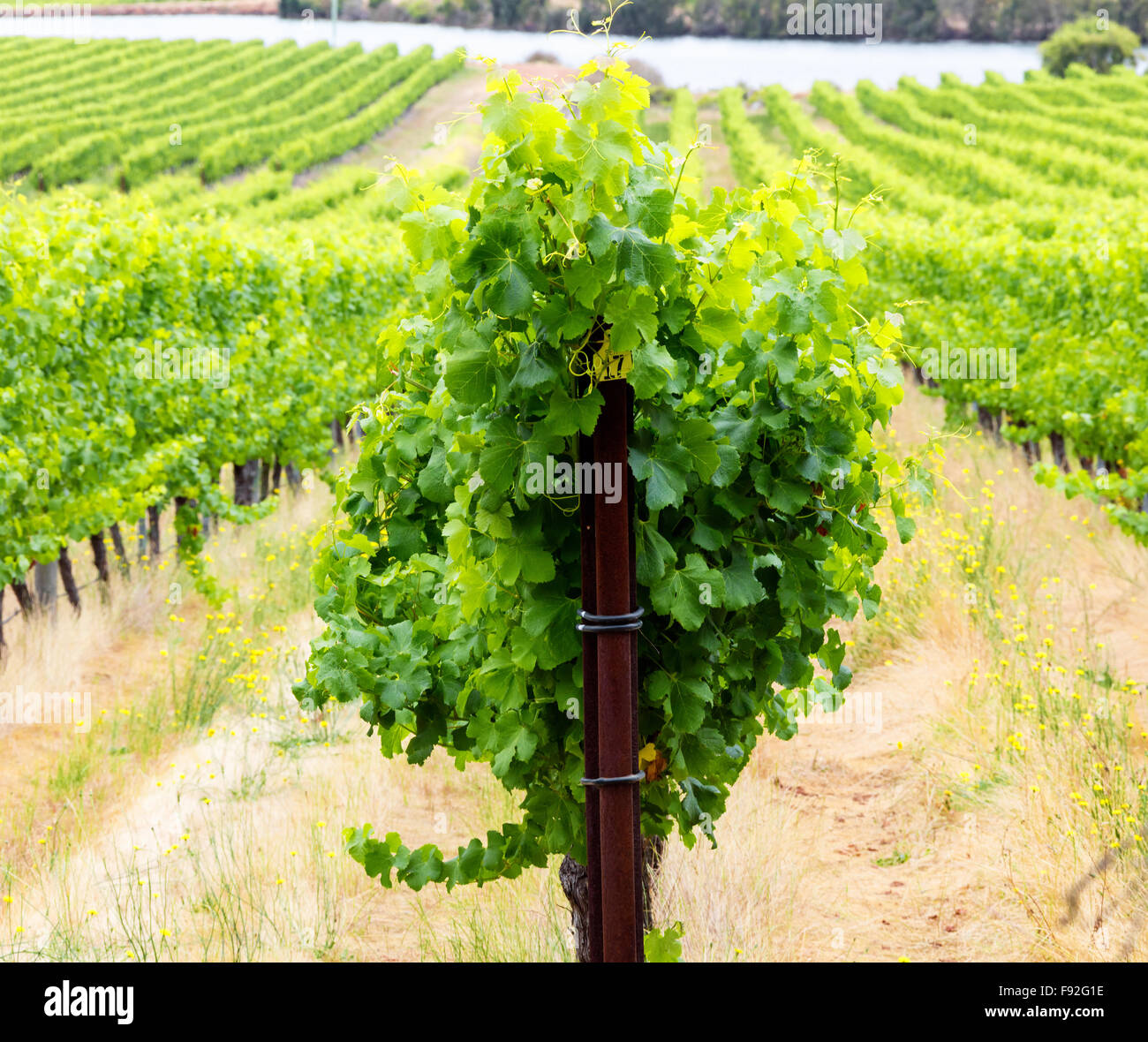 Margaret River wine region vines heading into summer Stock Photo